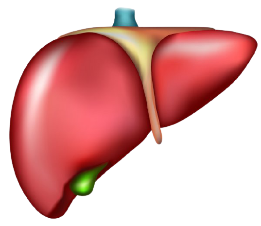 Liver transplant recovery process in Hyderabad
