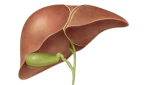Hepatobiliary and pancreatic disease treatment in Chennai Hepatobiliary and pancreatic disease treatment in Chennai