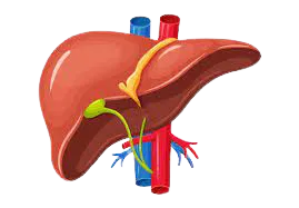 Multidisciplinary liver care team in Hyderabad Multidisciplinary liver care team in Hyderabad