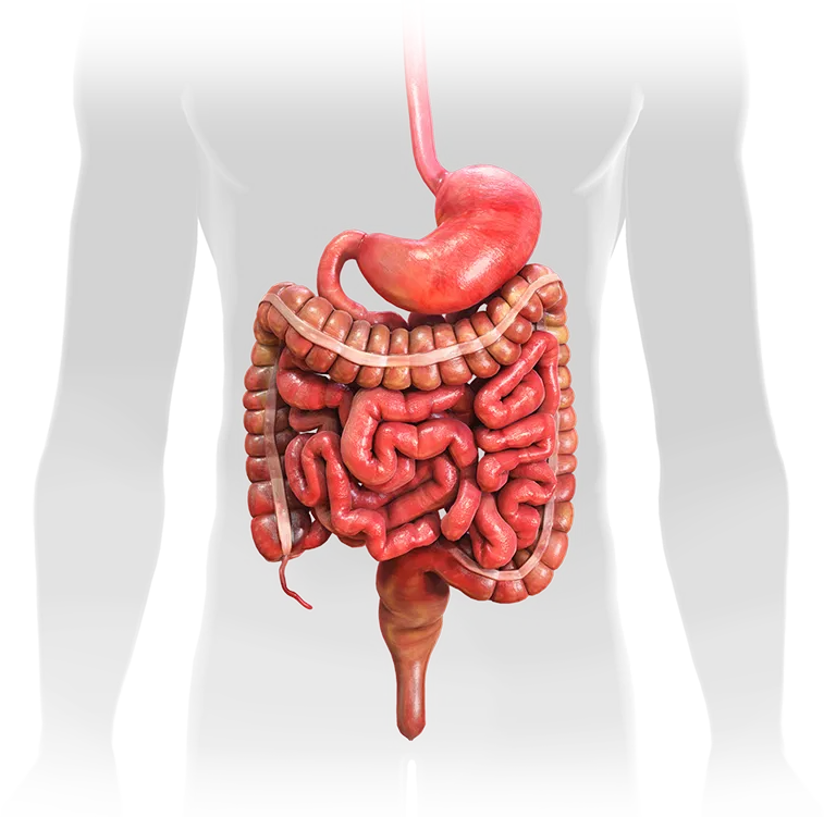 Liver disease management centers in Chennai