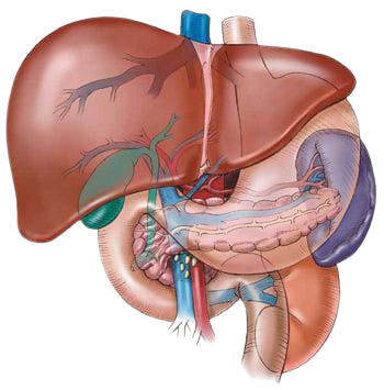 Liver transplant patient care tips in Chennai