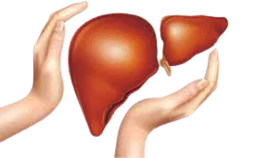 Liver transplant recovery process in Hyderabad